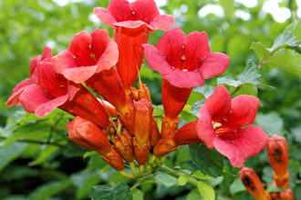 Trumpet Flowers in the Spring